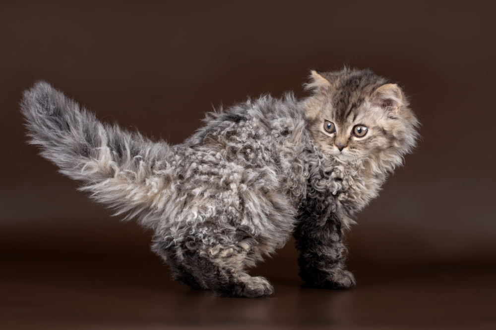 Lambkin Cat: The Curliest Munchkin And Selkirk Rex Mix