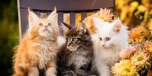 Maine Coon Colors