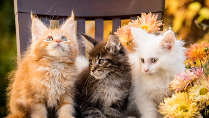 Maine Coon Colors: The Most Popular Colors And Patterns