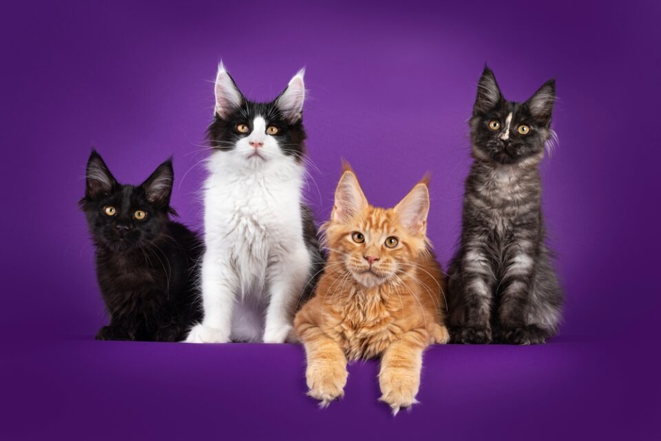 Maine Coon Colors The Most Popular Colors And Patterns