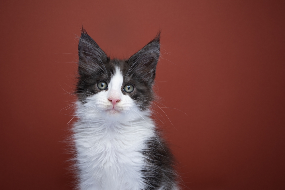Meet The Coon Clan Gentleman: Black And White Maine Coon