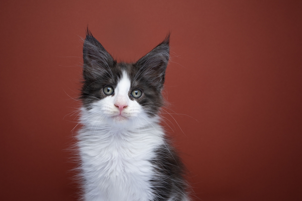 Coon Klanı Beyefendisi ile Tanışın: Siyah Beyaz Maine Coon