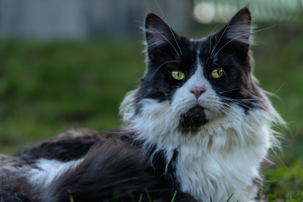 Meet The Coon Clan Gentleman: Black And White Maine Coon