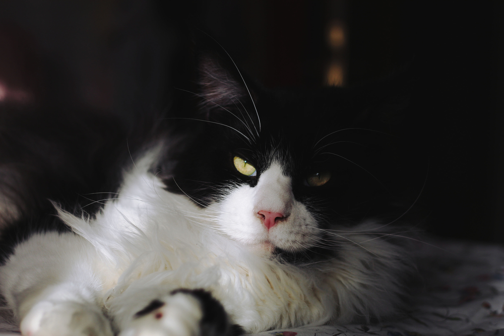 Meet The Coon Clan Gentleman: Black And White Maine Coon