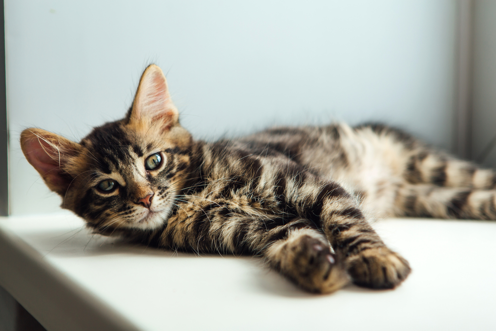 Meet The Fluffiest Leopard Ever: Bengal Maine Coon Mix