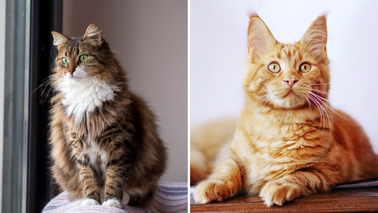 Norwegian Forest Cat Vs. Maine Coon: Clash Of The Furry Cats