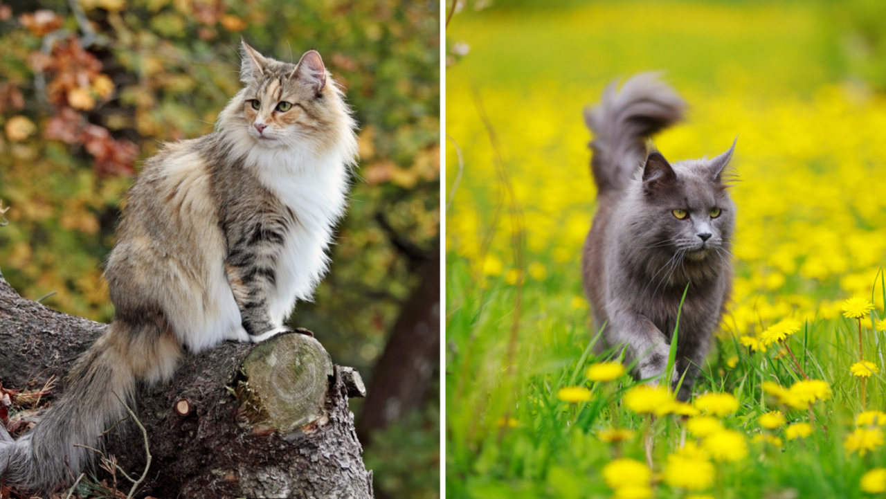 Norveç Orman Kedisi Maine Coon'a Karşı: Tüylü Kedilerin Çatışması