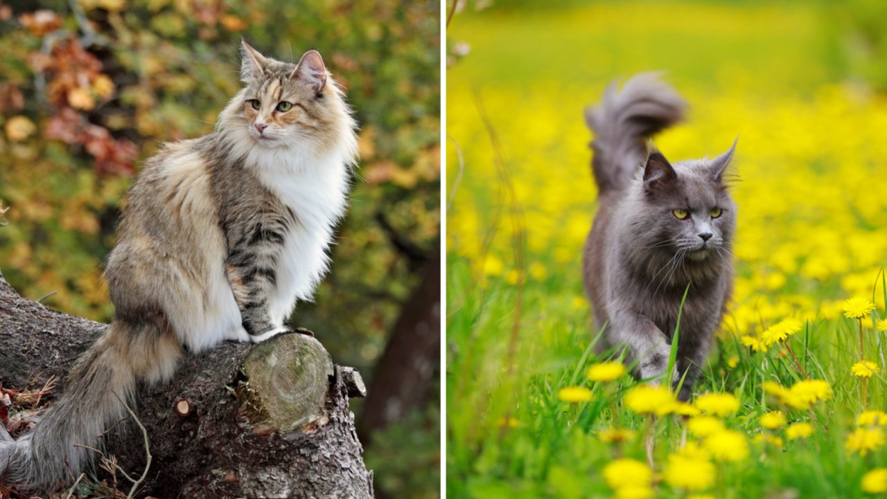 Norwegian Forest Cat Vs. Maine Coon: Clash Of The Furry Cats