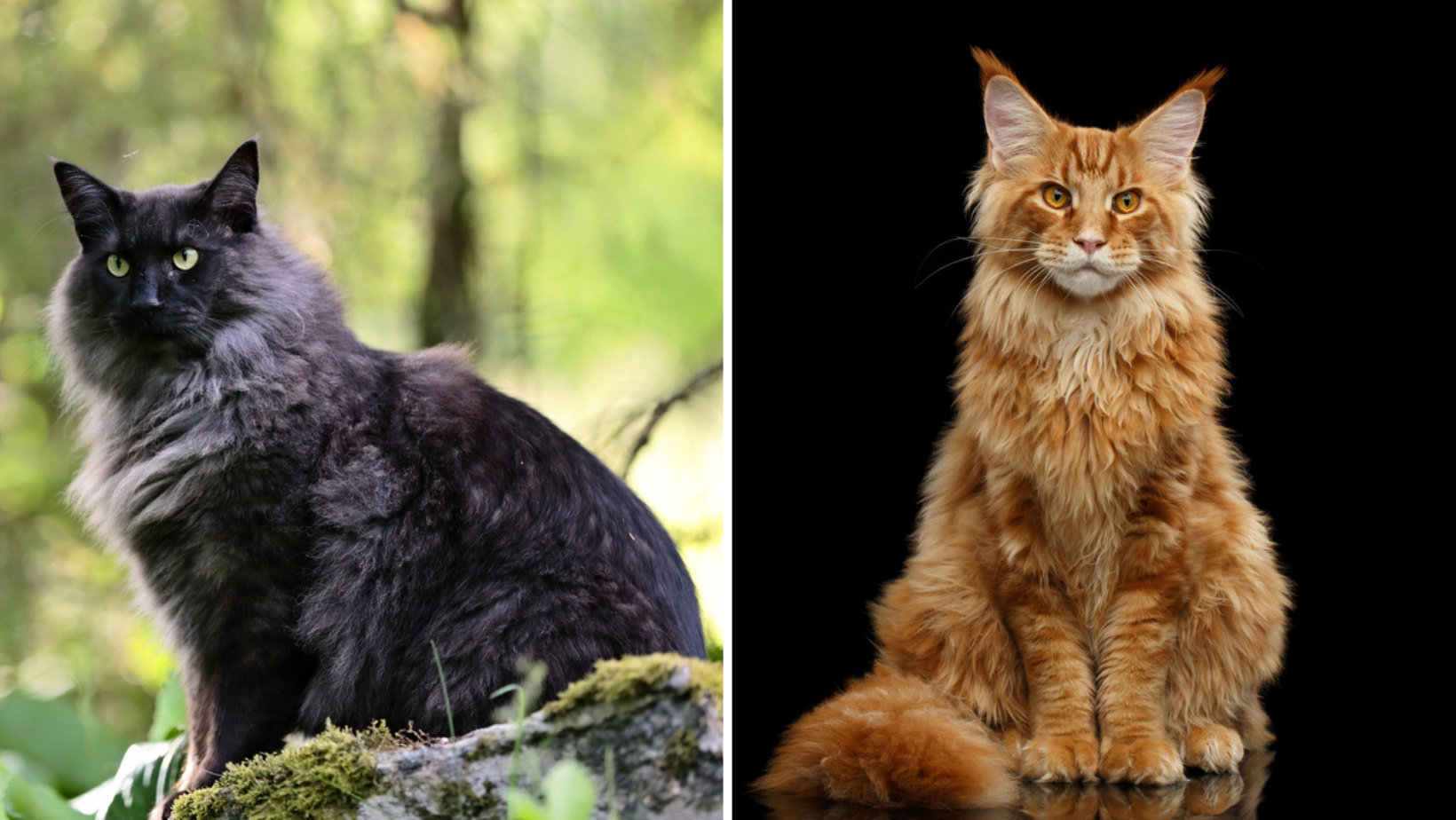 10 Key Traits That Set Norwegian Forest Cats And Maine Coons Apart 10-key-traits-that-set-norwegian-forest-cats-and-maine-coons-apart