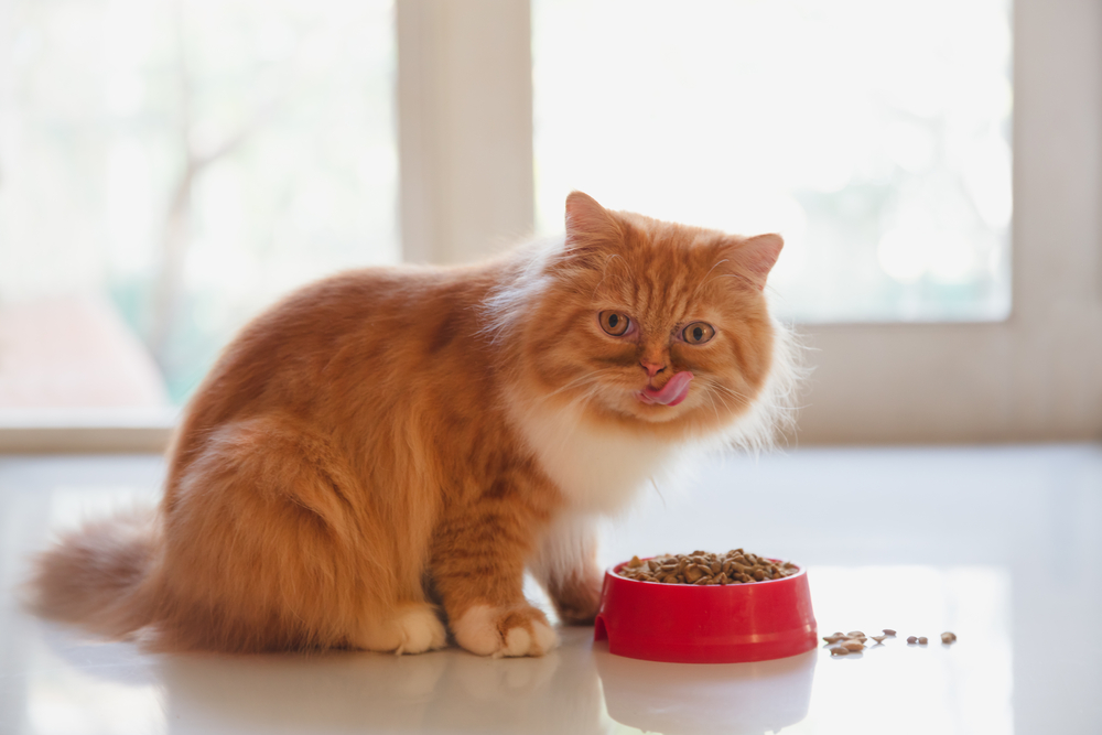 Orange Persian Cat: Your Very Own Lazy Garfield