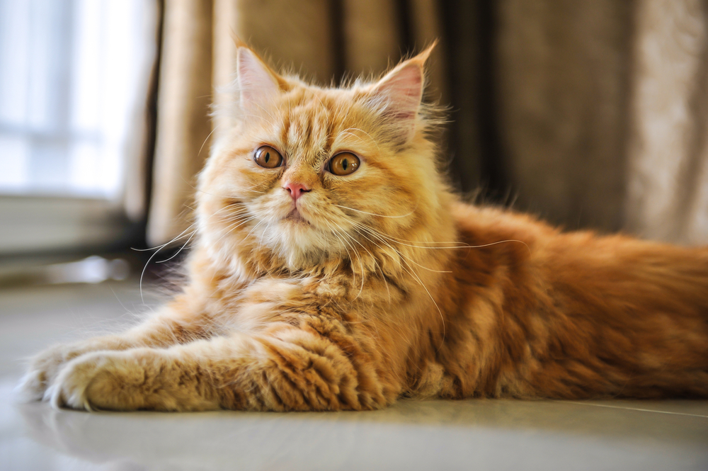 Orange Persian Cat: Your Very Own Lazy Garfield