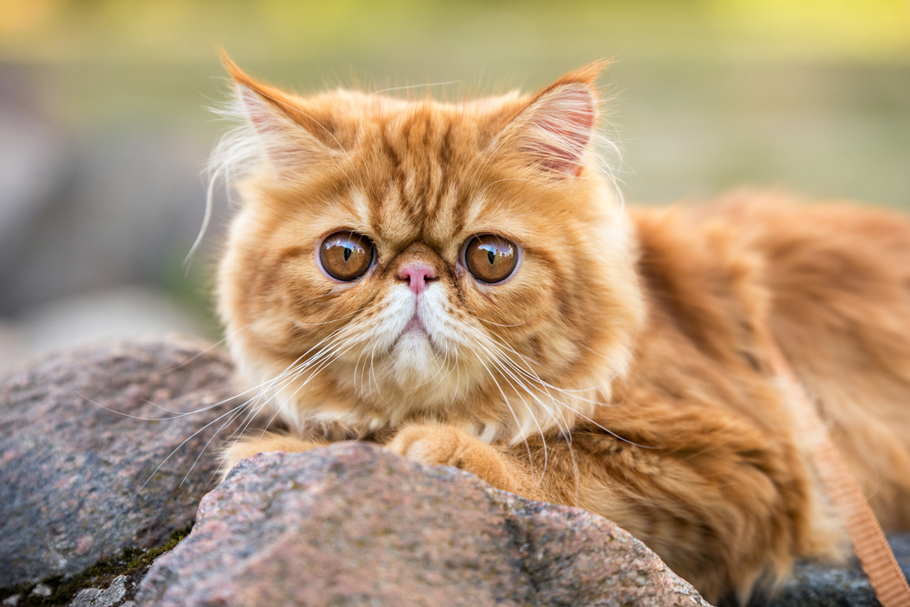 Turuncu İran Kedisi: Kendi Tembel Garfield'ınız