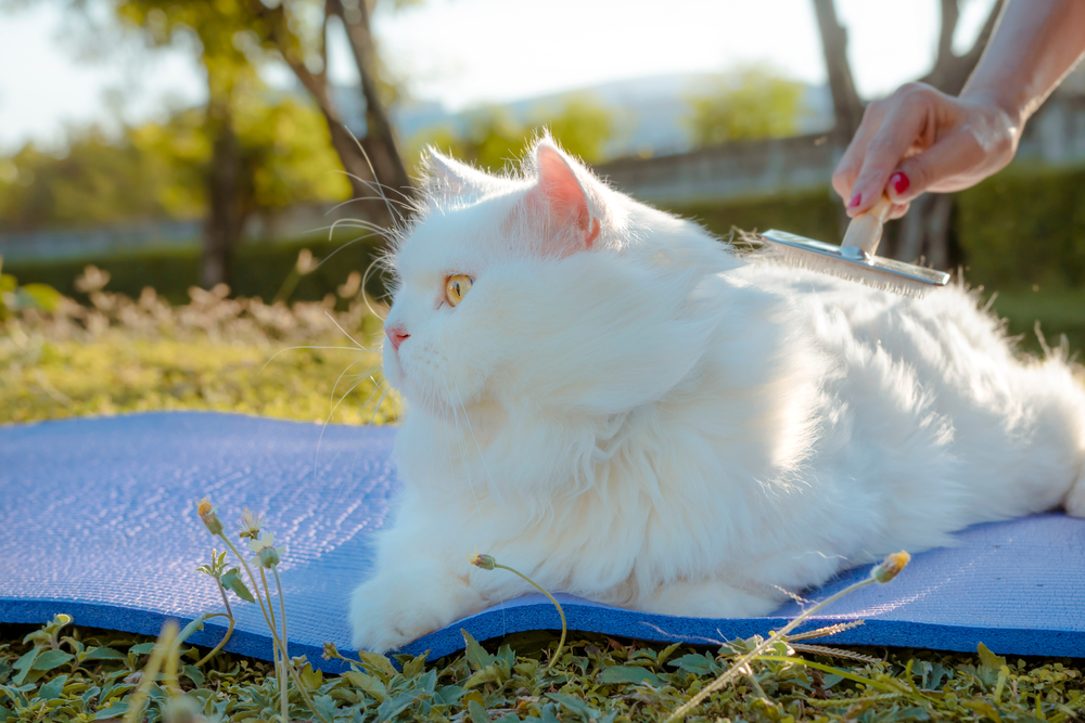 Persian Cat: Breed Overview Of The Smooshed-Faced Beauty