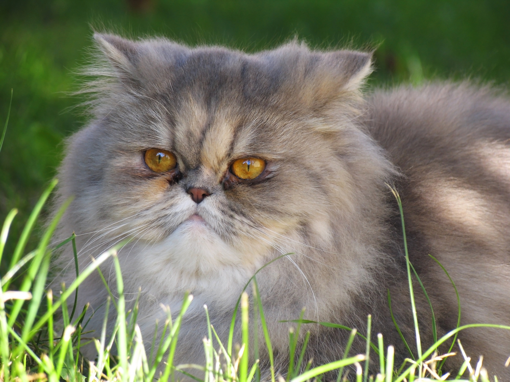 Persian Cat: Breed Overview Of The Smooshed-Faced Beauty