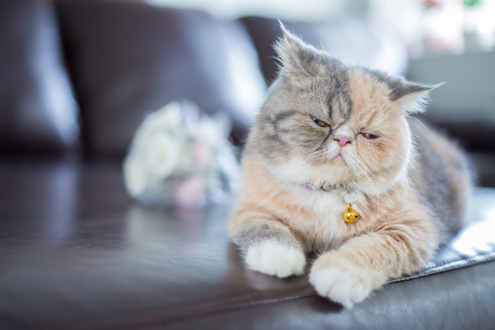 Persian Cat: Breed Overview Of The Smooshed-Faced Beauty