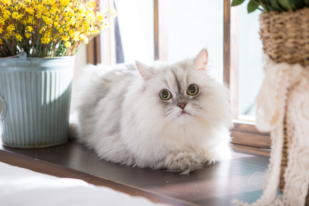 Persian Cat: Breed Overview Of The Smooshed-Faced Beauty