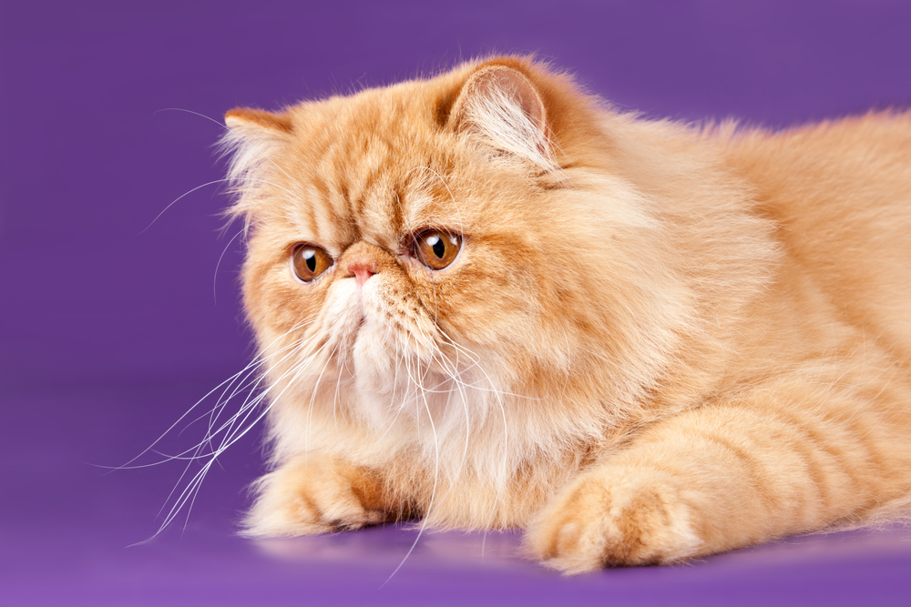 Persian Cat: Breed Overview Of The Smooshed-Faced Beauty