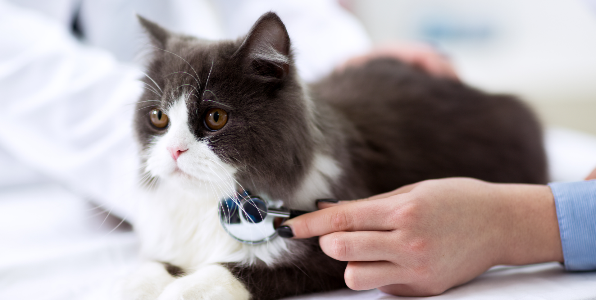Persian Cat Health Issues