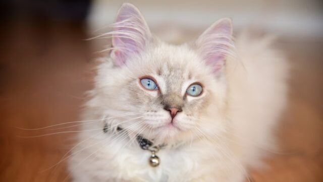 Ragdoll Blue Lynx