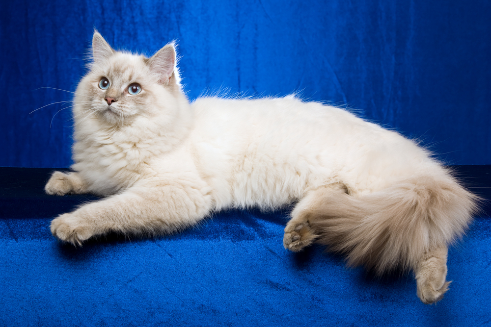 Ragdoll Blue Lynx: Your Fluffy Dream Come True