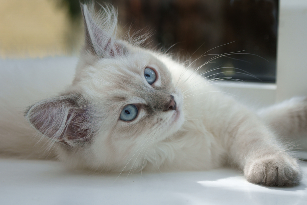 Ragdoll Blue Lynx: Your Fluffy Dream Come True