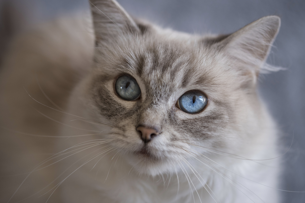 Ragdoll Blue Lynx: Your Fluffy Dream Come True