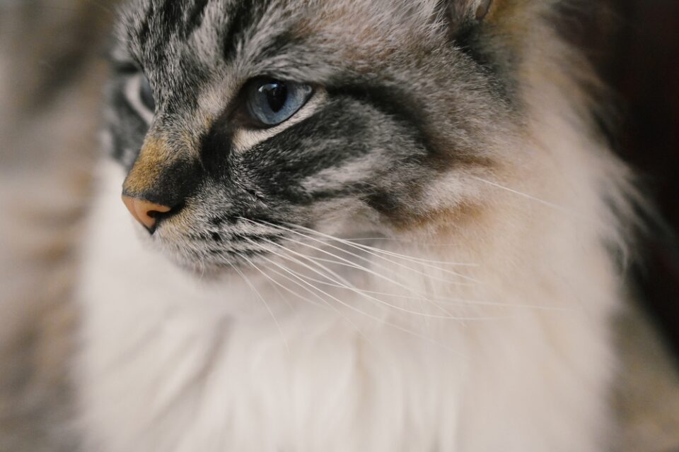 Ragdoll Tabby Mix Soft Coats And Striking Patterns