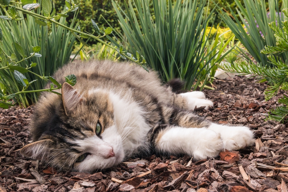 Ragdoll Tabby Mix Soft Coats And Striking Patterns