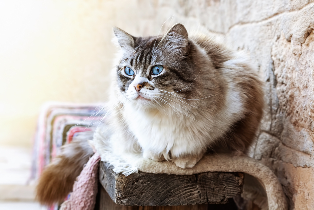 Ragdoll Tabby Mix Soft Coats And Striking Patterns