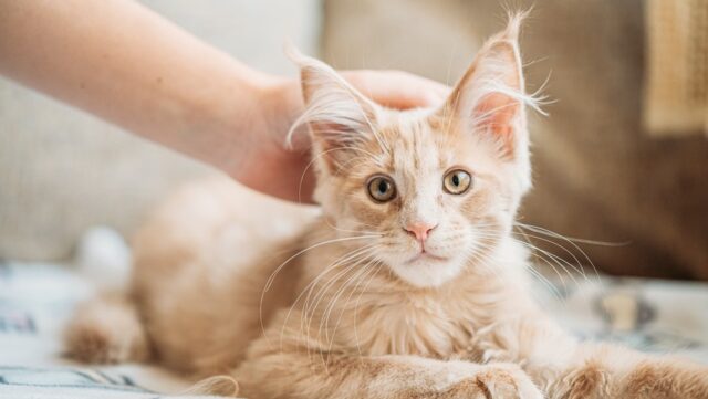 Red Smoke Maine Coon