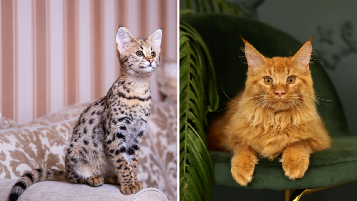 Savannah Cat Vs Maine Coon The Battle Of Giants 8732