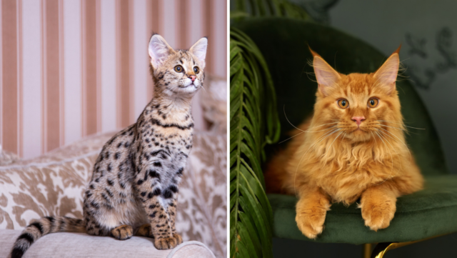 Savannah Cat Vs. Maine Coon