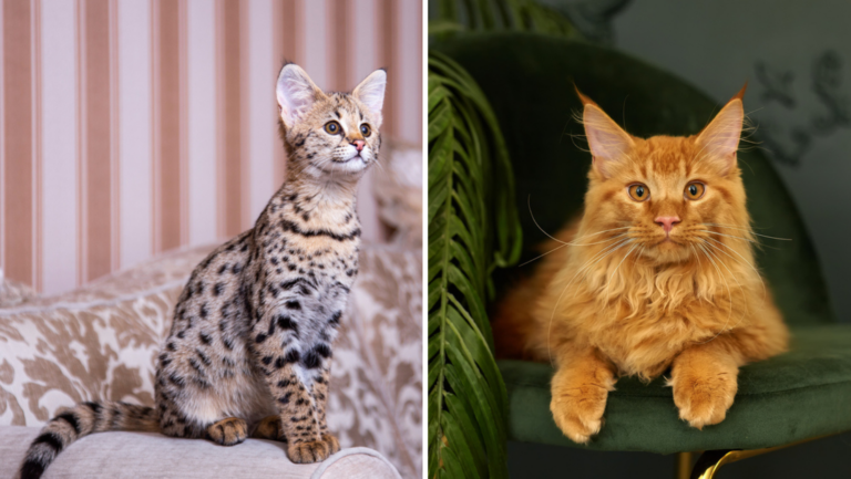 Savannah Cat Vs. Maine Coon: The Battle Of Giants