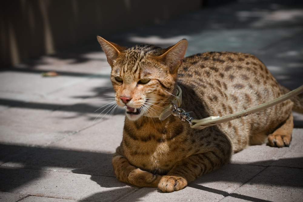 Savannah Cat Vs. Maine Coon: The Battle Of Giants