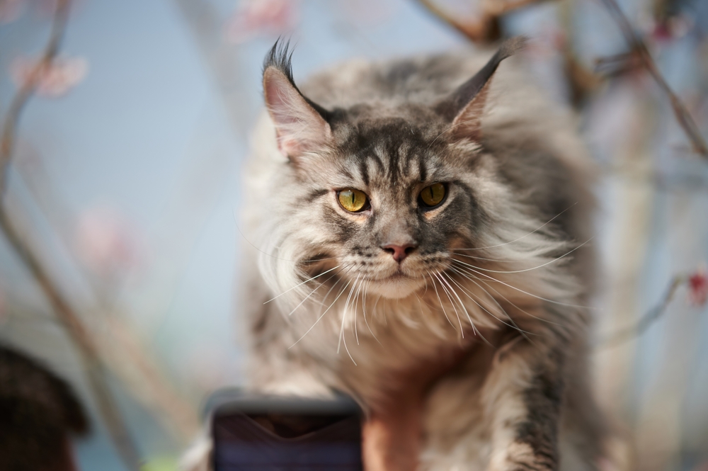 Savannah Cat Vs. Maine Coon: The Battle Of Giants