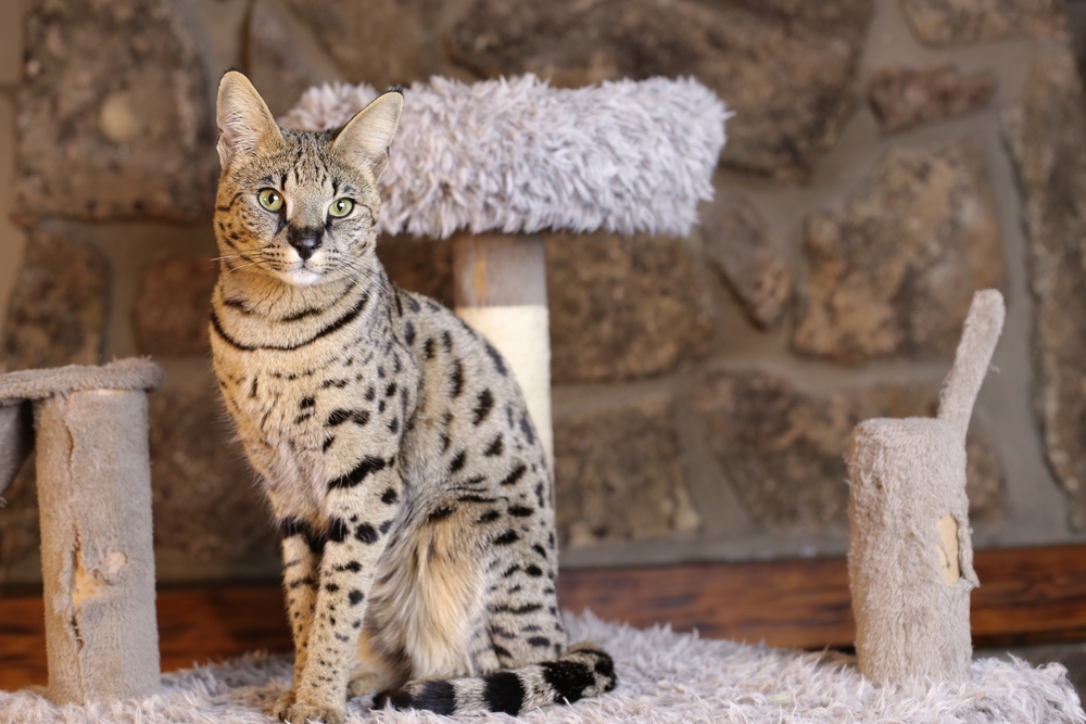 Savannah Cat Vs. Maine Coon: The Battle Of Giants