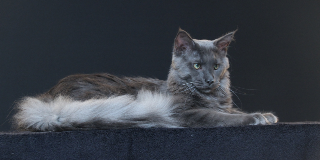 Smoke Maine Coon