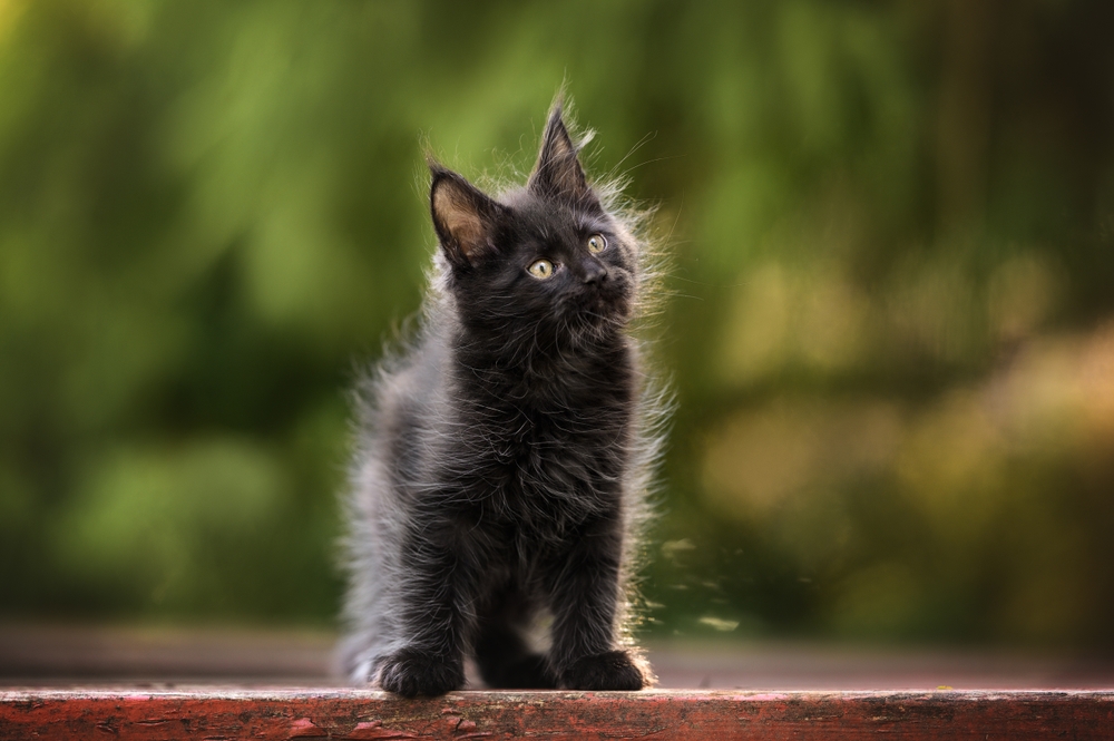 Smoke Maine Coon: 8 Facts About This Gentle Giant