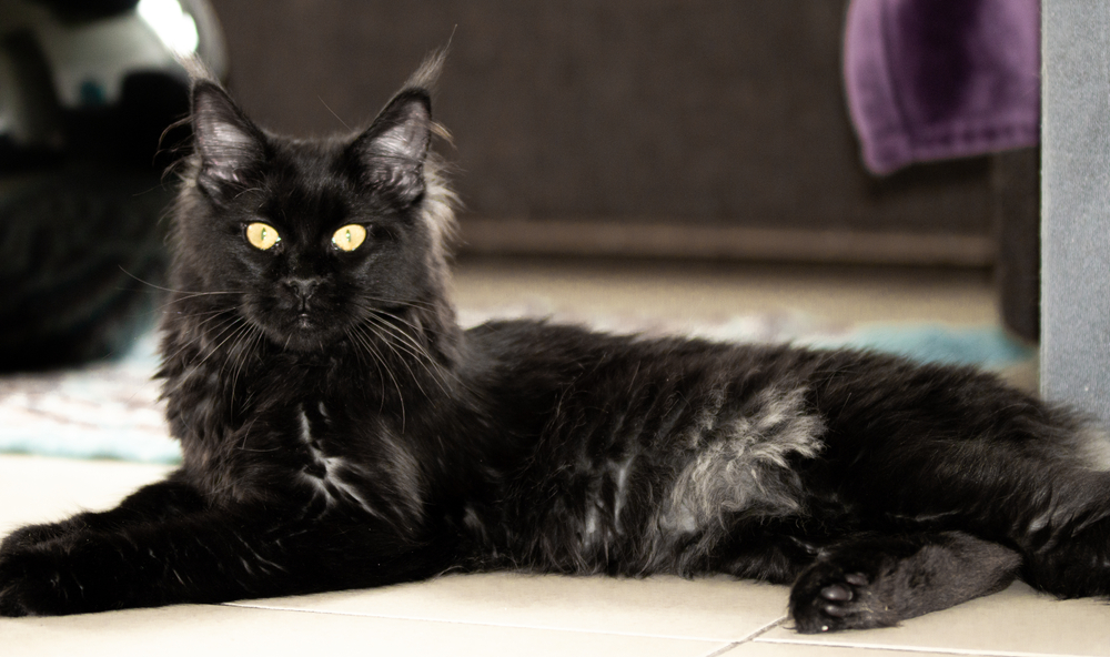 Smoke Maine Coon: 8 Facts About This Gentle Giant