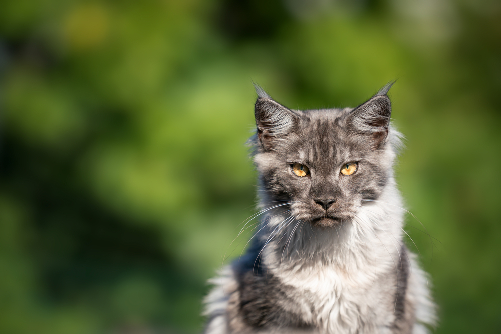 Smoke Maine Coon: 8 Facts About This Gentle Giant