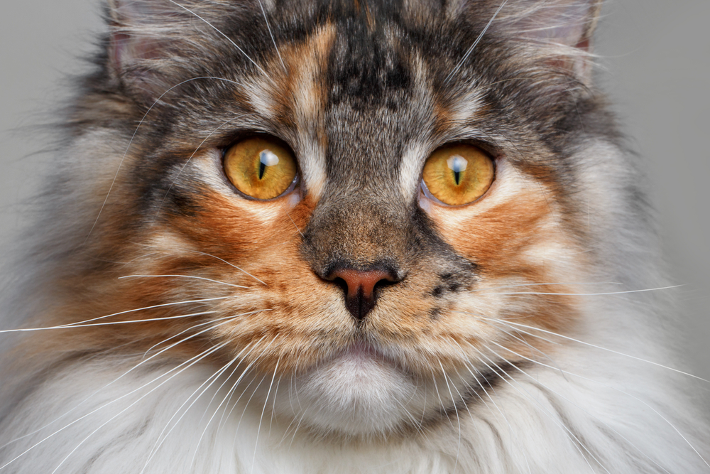 Tortoiseshell Maine Coon Mix The Tortie Of Your Dreams