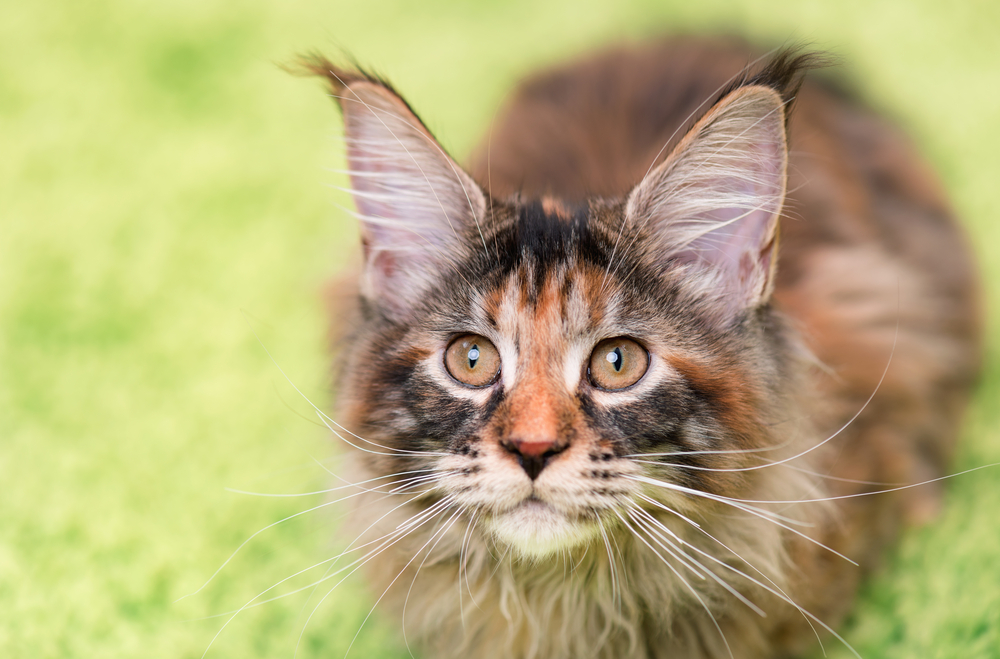 Tortoiseshell Maine Coon Mix The Tortie Of Your Dreams