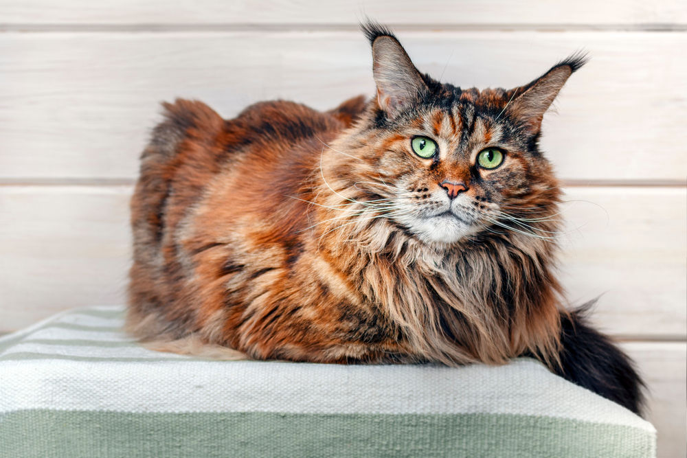 Kaplumbağa Kabuğu Maine Coon Karışımı Hayallerinizdeki Tortie