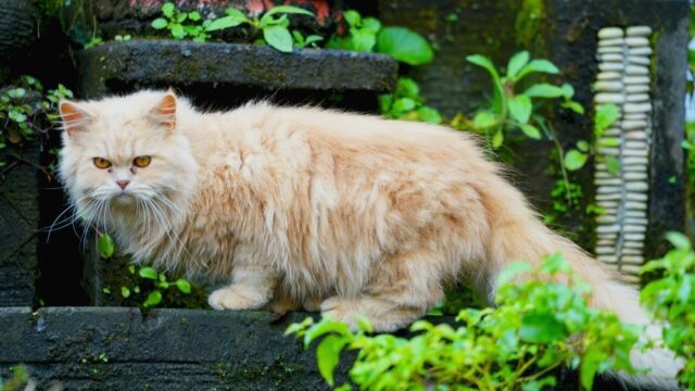 Training Your Persian Cat