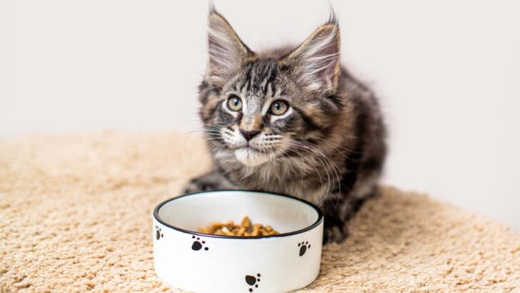 What Do Maine Coon Cats Eat? 8 Best Cat Foods For Coons