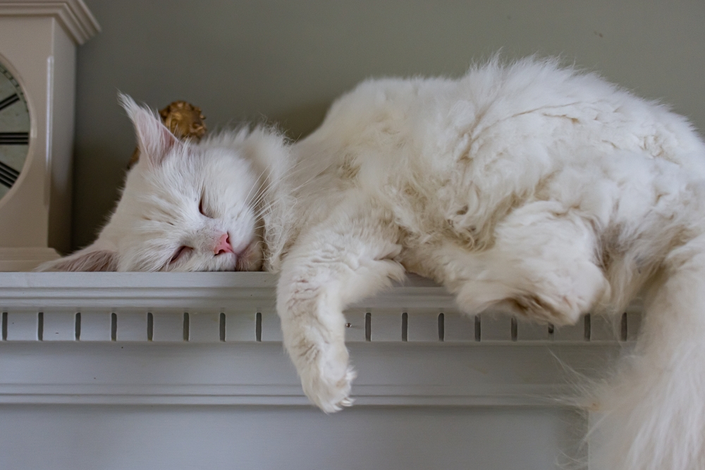 White Maine Coon Cat: An Alabaster Sight For Sore Eyes