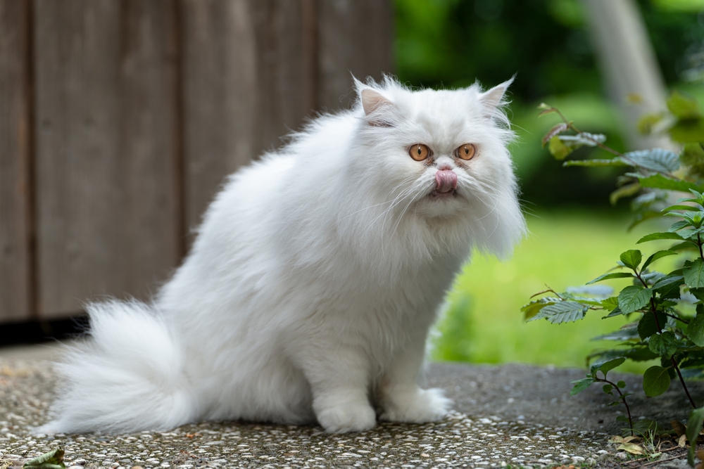 White Persian Cat: An Angel Of The Feline World