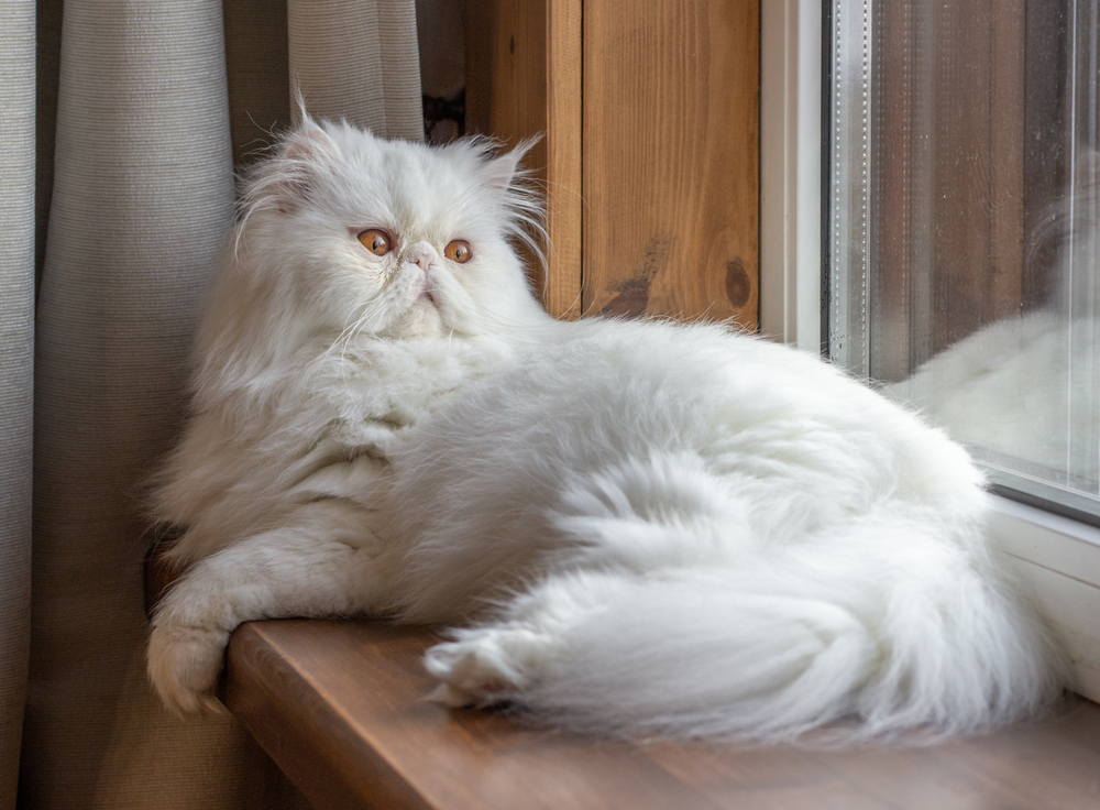 White Persian Cat: An Angel Of The Feline World