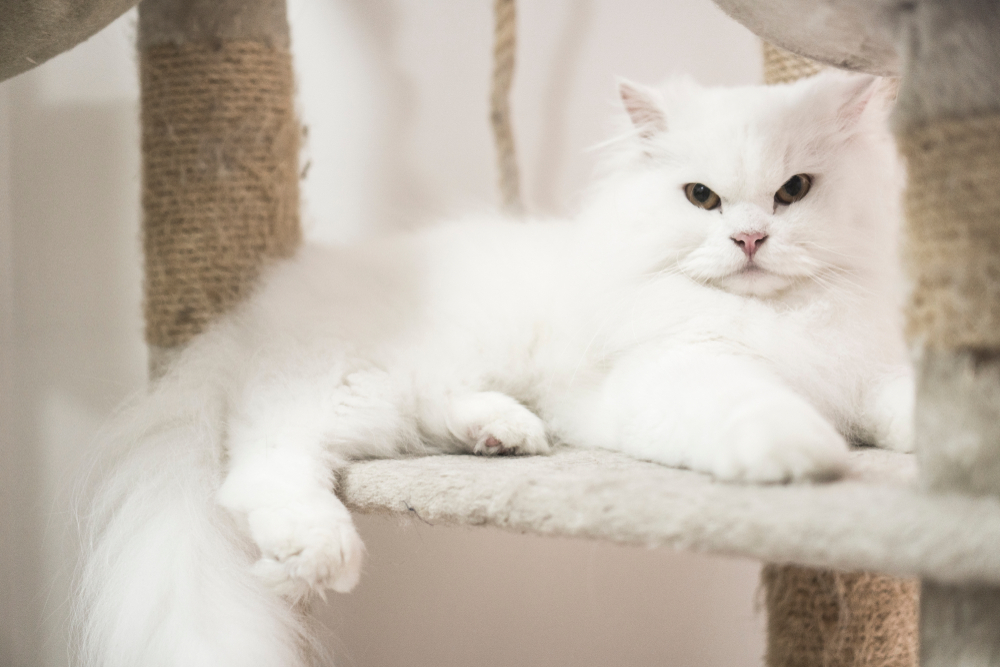 White Persian Cat: An Angel Of The Feline World