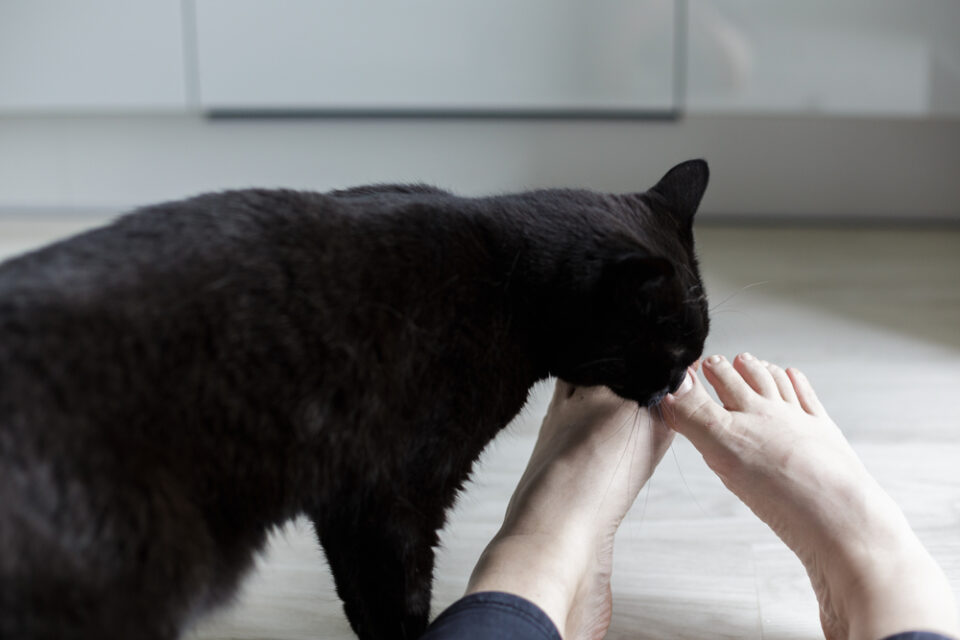 Why Does My Cat Lick My Feet? The Smelly Truth